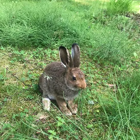 Hébergement de vacances Janismaki Mäntyharju